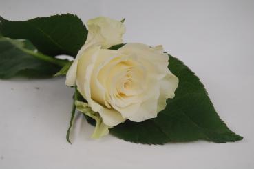 Rose Athena - weiß